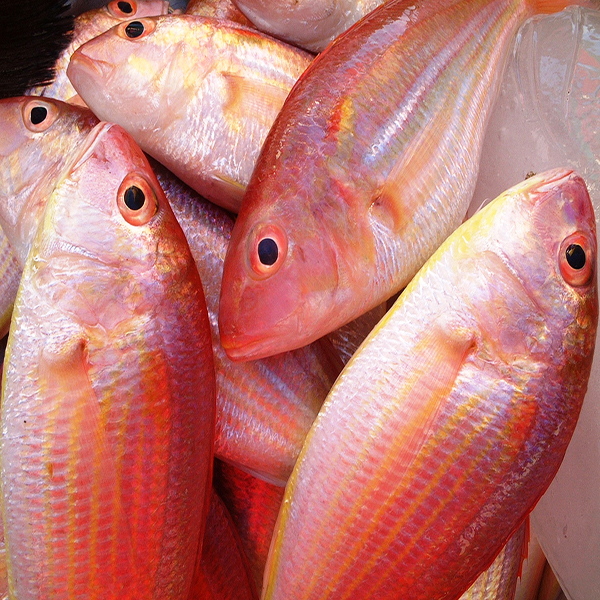 Image result for calcium Fish