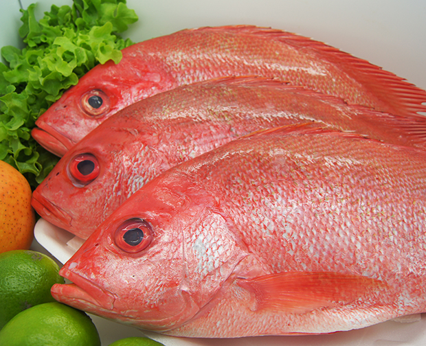 whole snapper