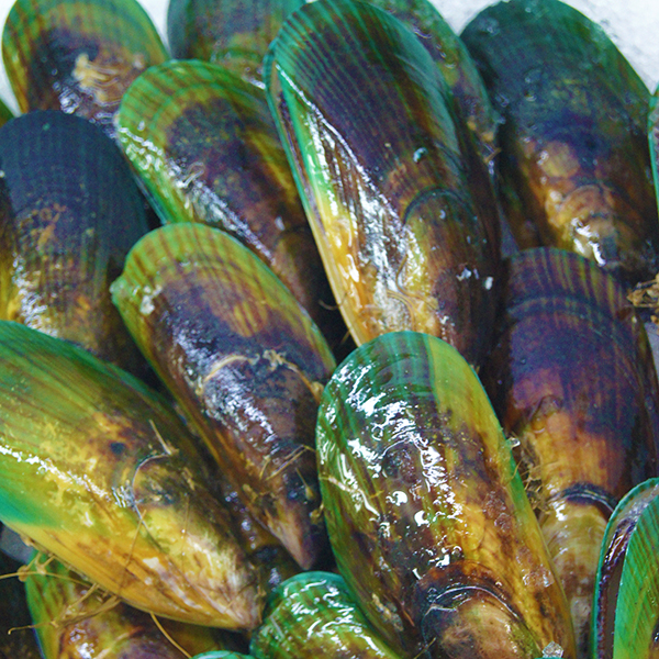 Mussels Nz Green Lip's..Natural Health Aussie Seafood House