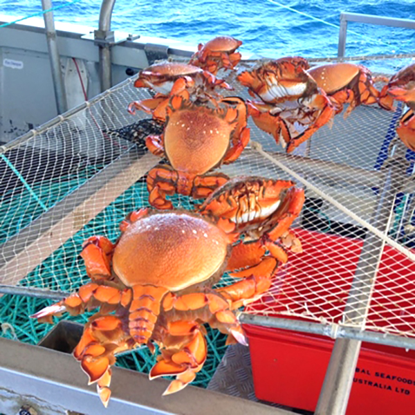 Spanner Crabs Moreton Island - Aussie Seafood House