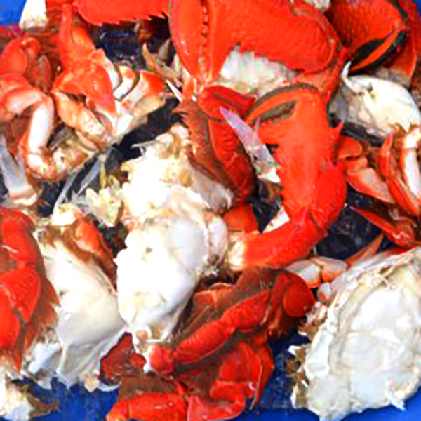 Spanner Crabs Moreton Island Aussie Seafood House