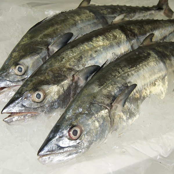 Mackerel Fresh Wild Caught Legend Aussie Seafood House