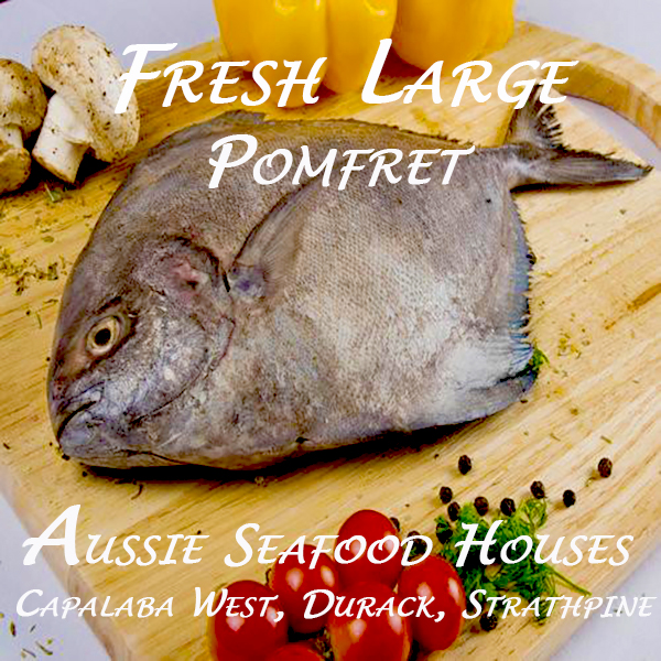 Pomfret Black Wild Caught Qld Fish - Aussie Seafood House