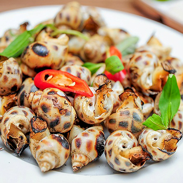 Periwinkle Snails